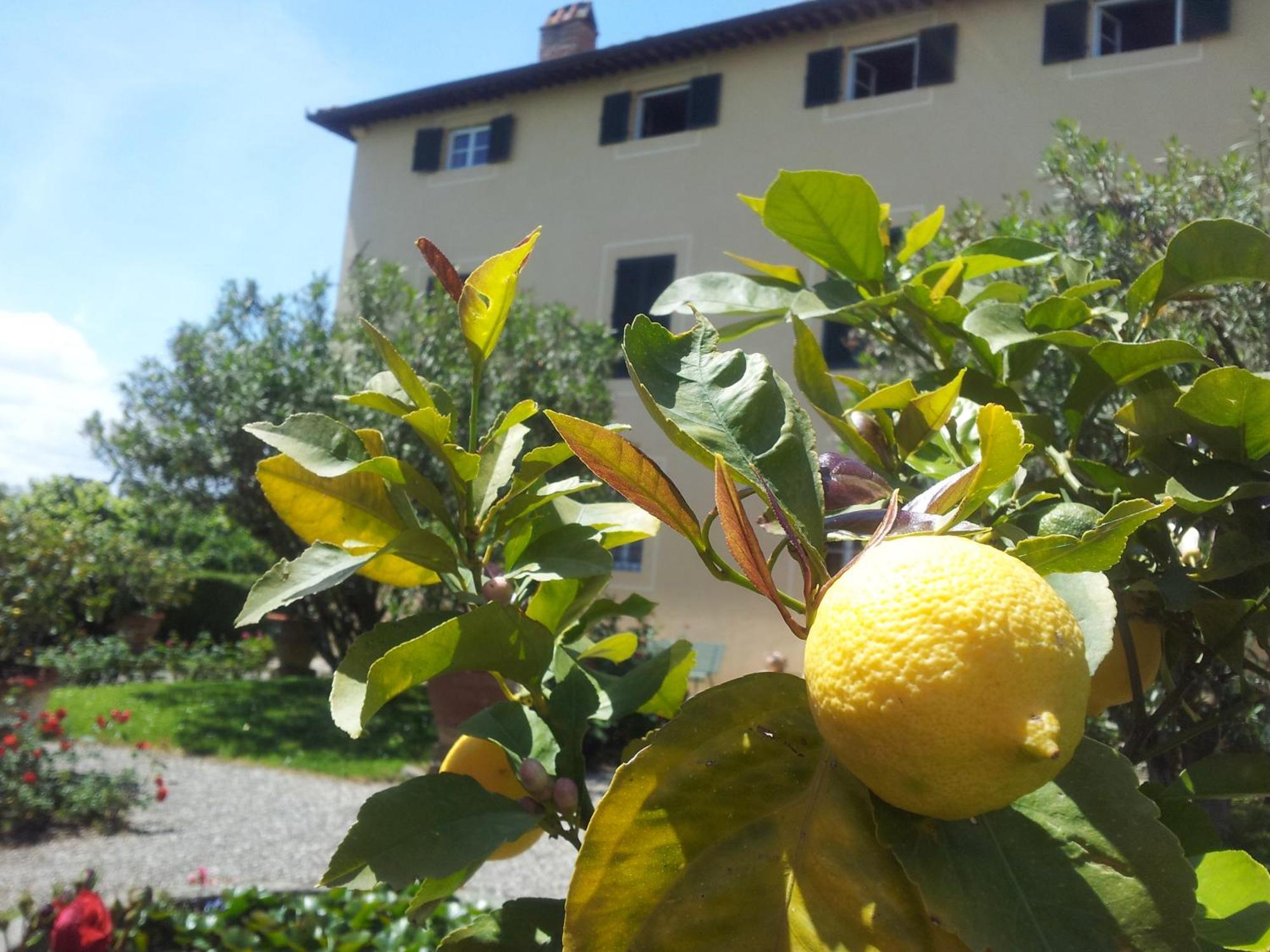 Fattoria Gambaro Di Petrognano Βίλα Collodi Εξωτερικό φωτογραφία