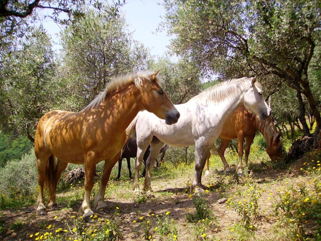Fattoria Gambaro Di Petrognano Βίλα Collodi Εξωτερικό φωτογραφία